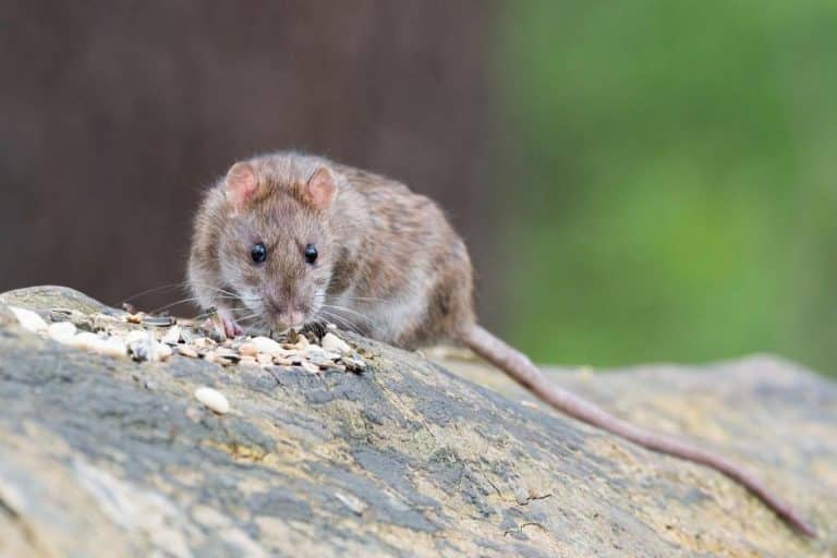 Un rat brun mangeant des graines sur un rocher dans un cadre extérieur.