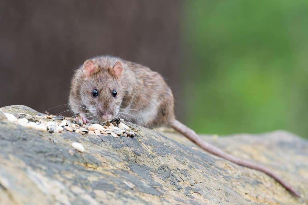 Un rat brun mangeant des graines sur un rocher dans un cadre extérieur.