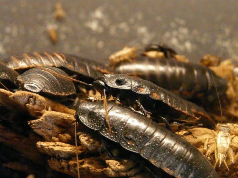 Gros plan de plusieurs cafards siffleurs de Madagascar sur un morceau de bois, mettant en valeur leurs exosquelettes brillants et leurs marques distinctes.