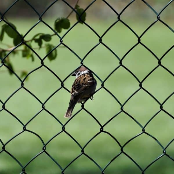 3 raisons pour lesquelles vous devriez choisir une clôture en kit