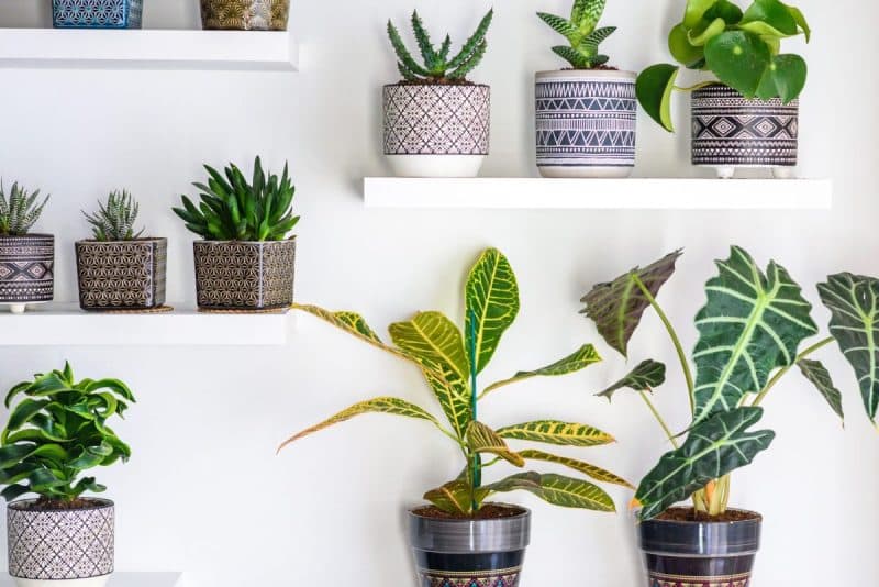 Plantes d'intérieur assorties dans des pots à motifs, disposées sur des étagères blanches et contre un mur blanc.