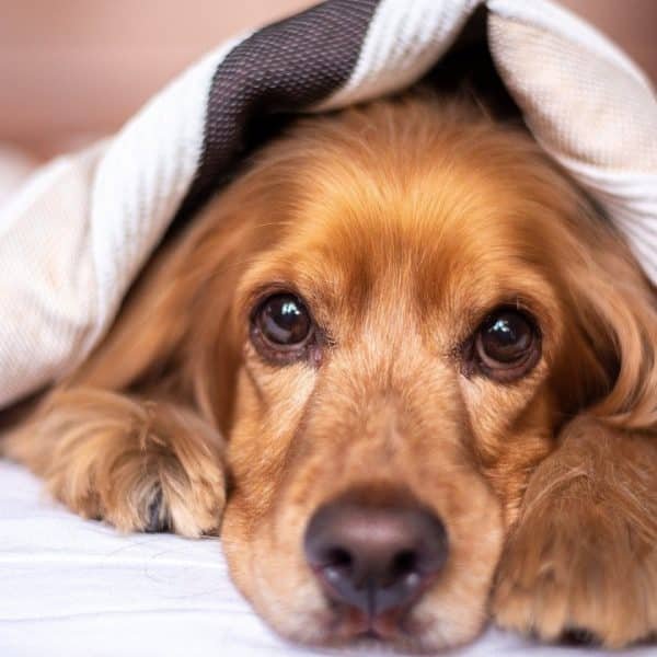 Comment faire de votre chambre, un vrai nid douillet ? 