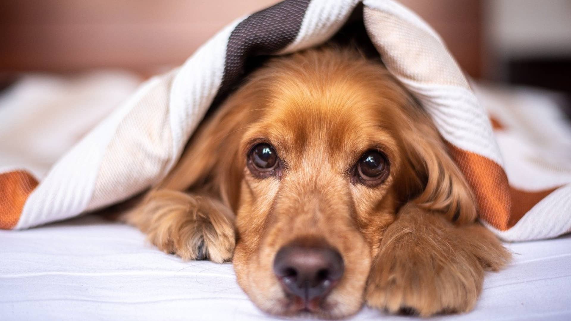 Comment faire de votre chambre, un vrai nid douillet ?