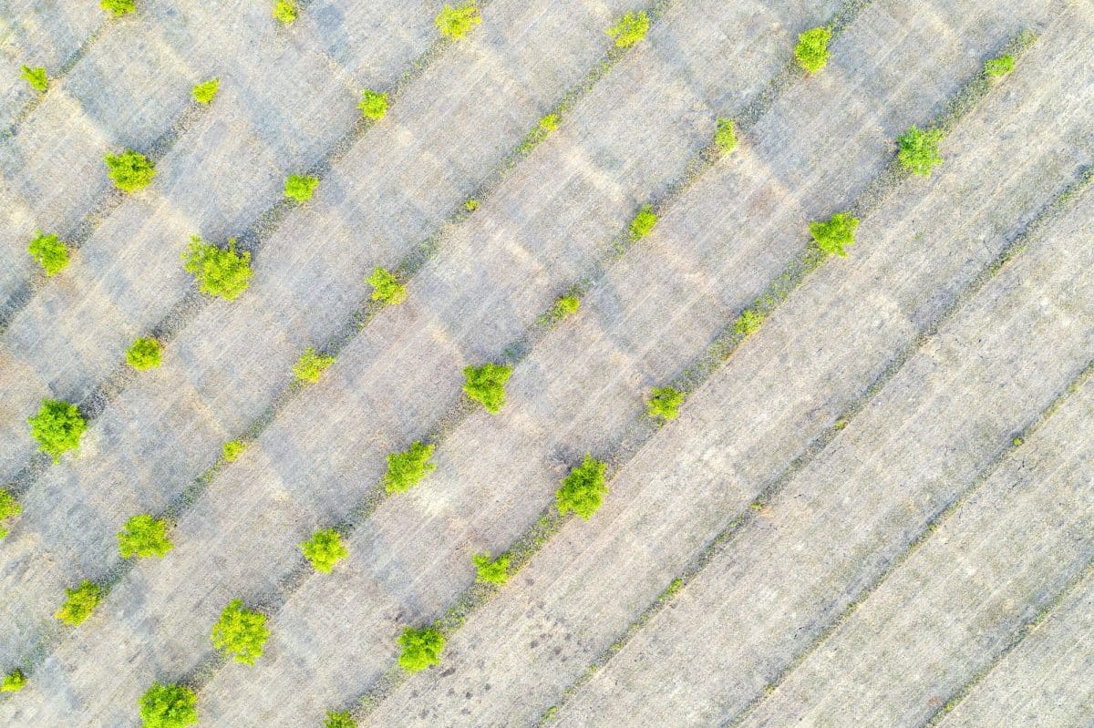 Terrain