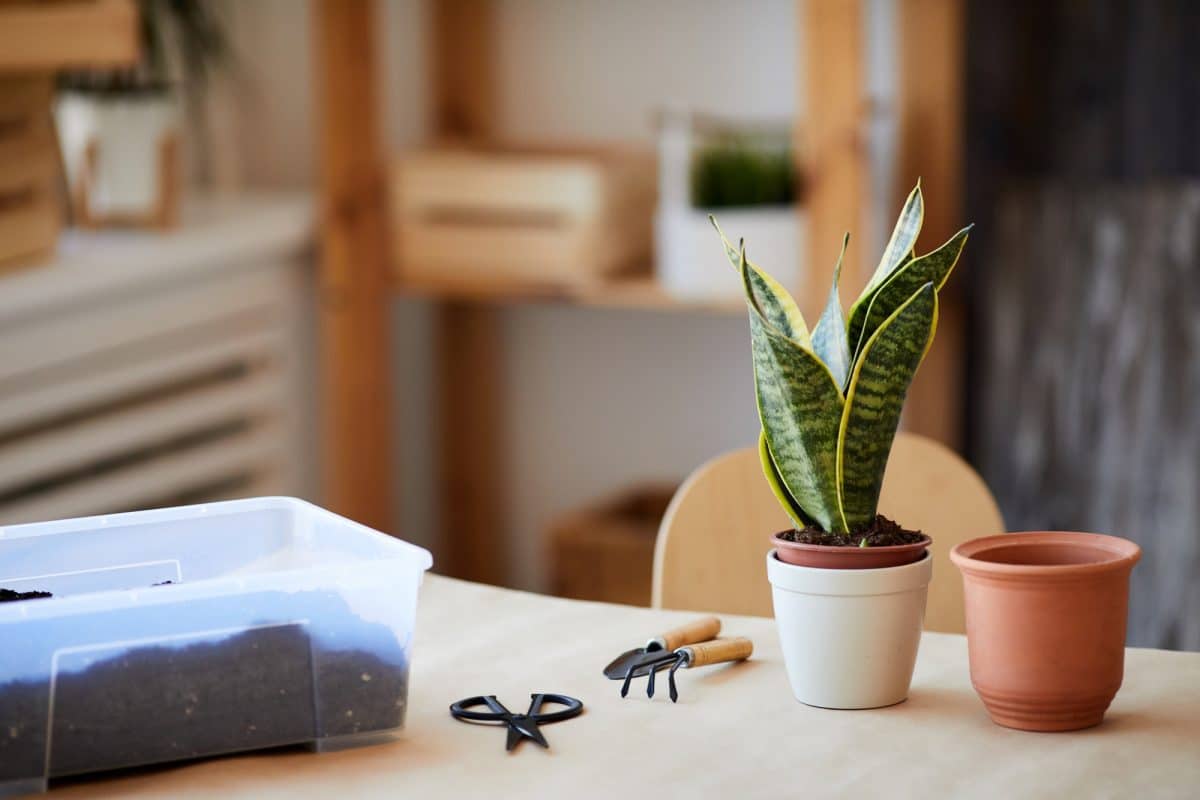 Dracaena Potting