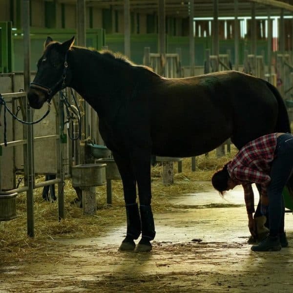 Une personne en chemise à carreaux et en jean soigne les sabots d'un cheval de couleur foncée dans une écurie. Le cheval est attaché à un poteau et l'écurie est faiblement éclairée.