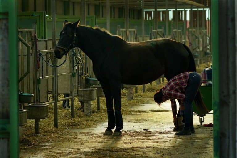 Une personne en chemise à carreaux et en jean soigne les sabots d'un cheval de couleur foncée dans une écurie. Le cheval est attaché à un poteau et l'écurie est faiblement éclairée.