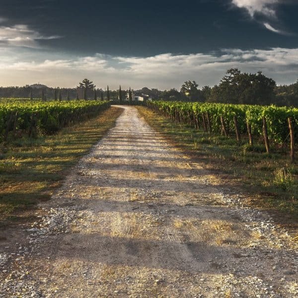 Un chemin de gravier s'étend à travers un vignoble sous un ciel nuageux, avec des rangées de vignes des deux côtés et des arbres au loin.