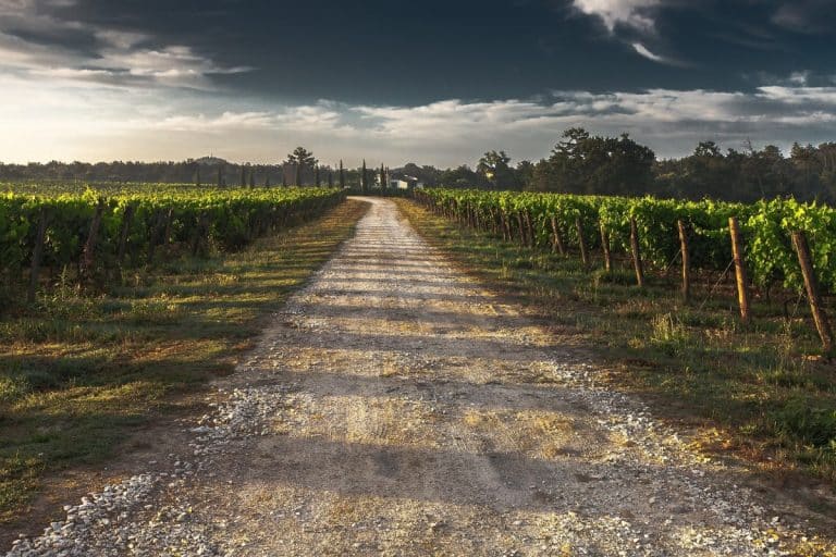 Un chemin de gravier s'étend à travers un vignoble sous un ciel nuageux, avec des rangées de vignes des deux côtés et des arbres au loin.