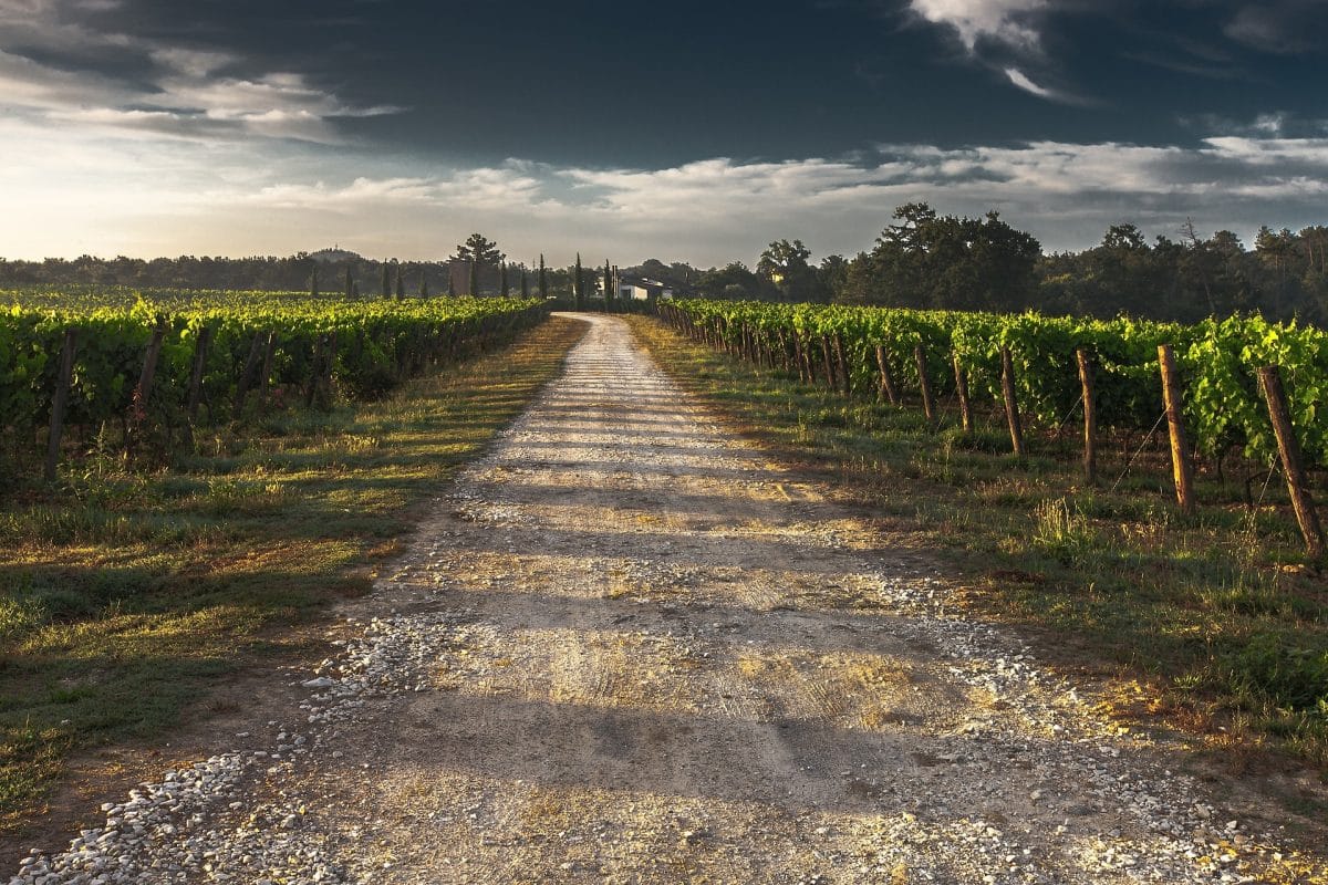 Un chemin de gravier s'étend à travers un vignoble sous un ciel nuageux, avec des rangées de vignes des deux côtés et des arbres au loin.