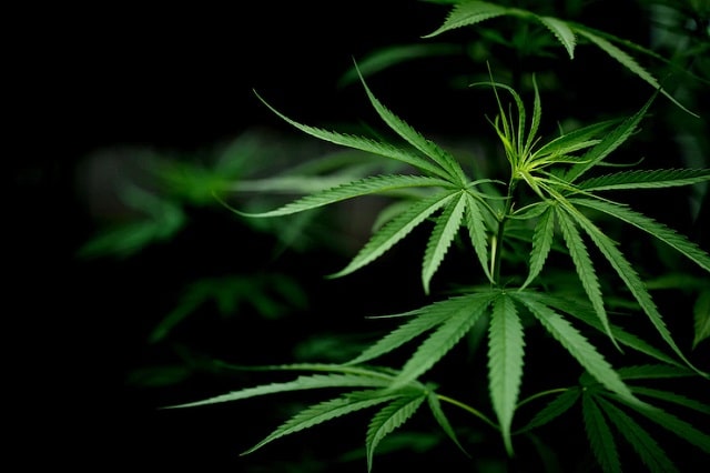 feuilles-de-cbd