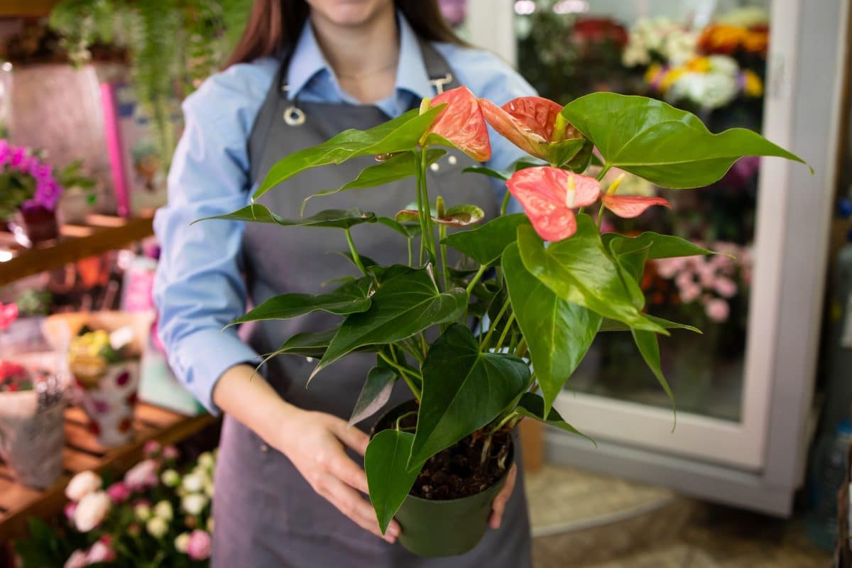 Flower pot with anthurium in a flower shop