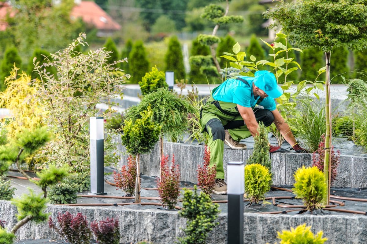 Un jardinier portant une chemise bleue et une casquette s'occupe des plantes d'un jardin en pierre aménagé sur plusieurs niveaux, avec divers arbustes et des lumières extérieures.