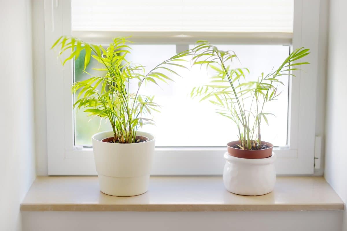 Home plants hamedorea or Areca palm in white pots on the windowsill. Home plants care.