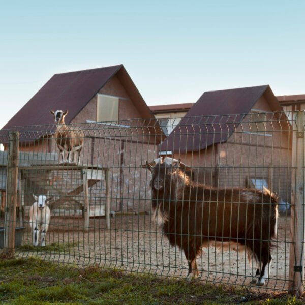 Installer une clôture agricole résistante pour protéger vos animaux