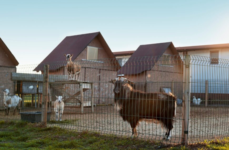 Installer une clôture agricole résistante pour protéger vos animaux