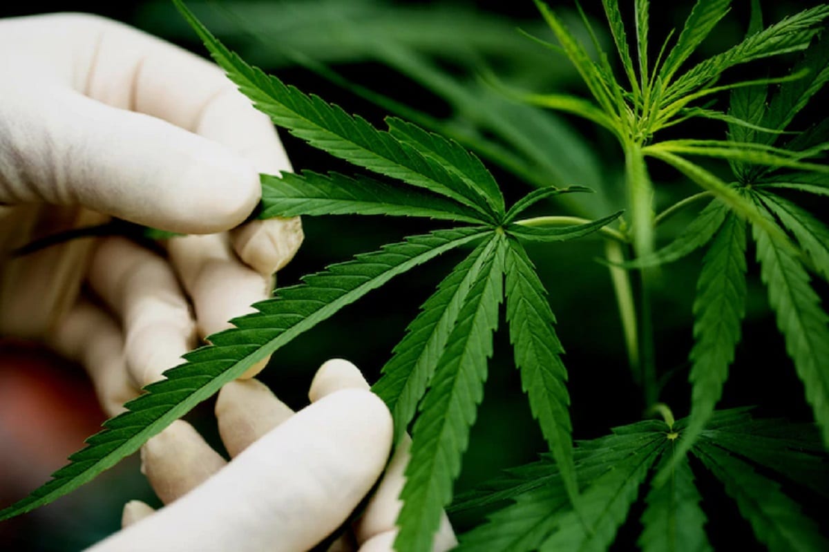 main tenant de feuilles de cbd