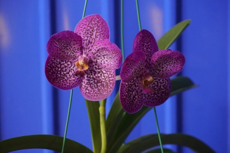 Deux fleurs d'orchidée tachetées de violet avec des feuilles vertes, soutenues par des tuteurs verts, devant un fond bleu vif.