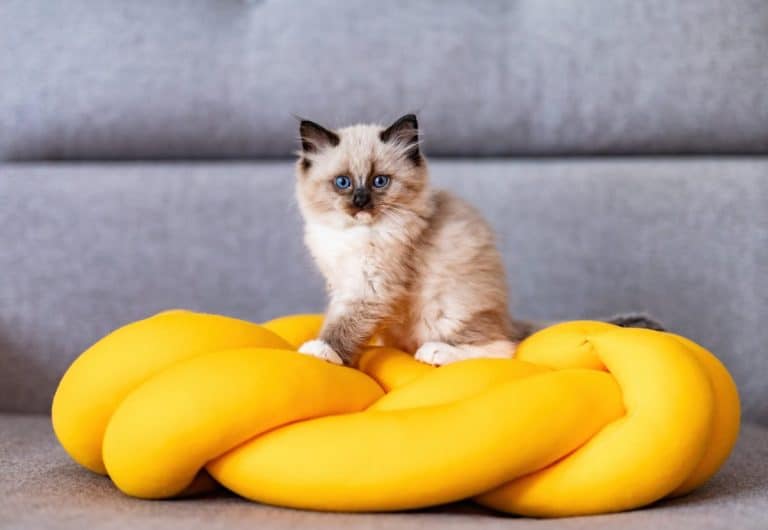 Un chaton duveteux aux yeux bleus est assis sur un coussin noué jaune vif devant un fond tapissé gris.