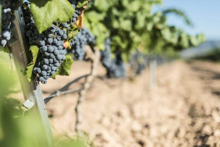 Les vignes aux grappes de raisins violet foncé poussent en rangées parfaitement alignées dans un vignoble ensoleillé.