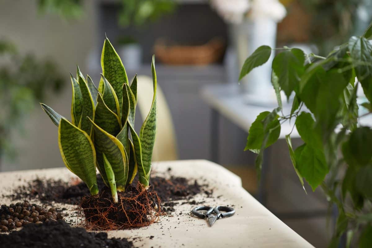 Sansevieria Potting